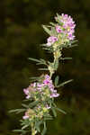 Tall lespedeza